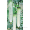 2016 Hybrid F1 luffa seeds For Growing- Green-White